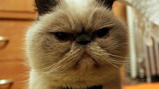 Winston The Cat Joins Twitter